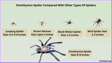 Omothymus Spider Size Explained & Compared With。